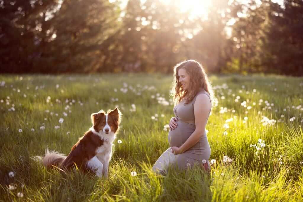Une femme enceinte, accompagnée de son chien, pose pour une séance photo de maternité dans un champ pittoresque de Granby — Rébecca Vandal, photographe à Granby